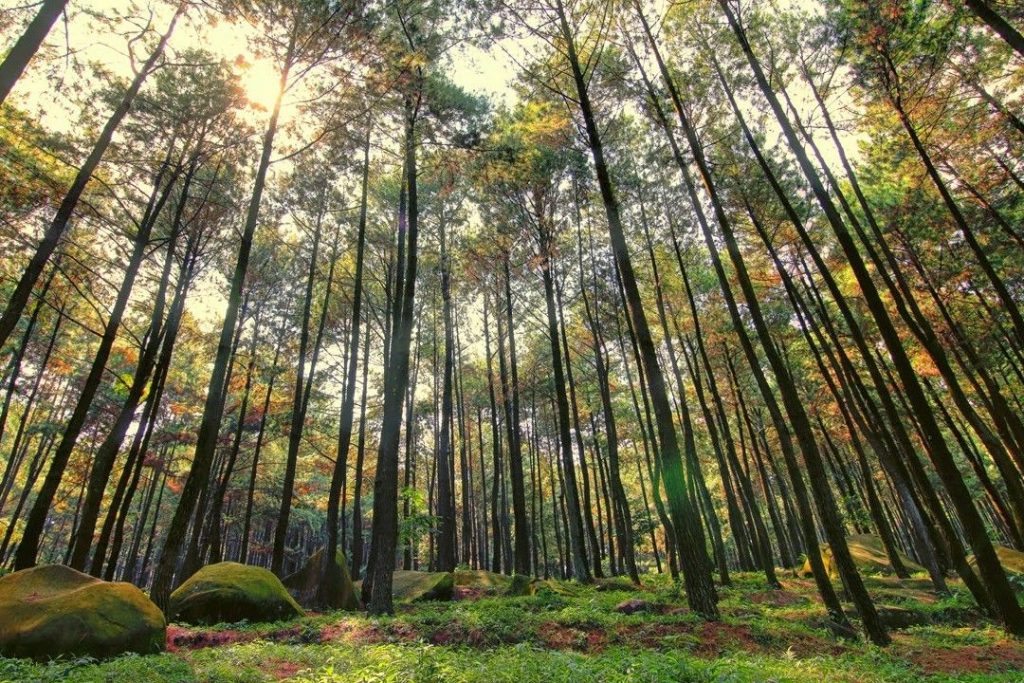 Hutan Pinus Mangunan - Destinasi Paling Fenomenal Di Yogyakarta