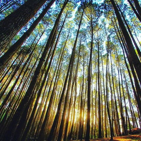 Hutan Pinus Gunung Pancar Sentul