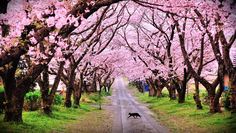 taman sakura cibodas