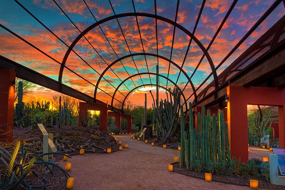 Desert Botanical Garden