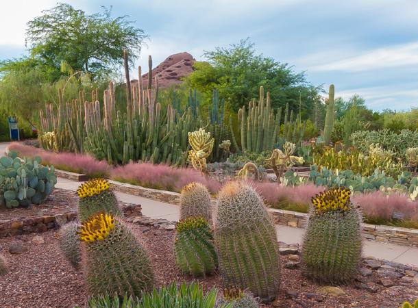 Desert Botanical Gardens