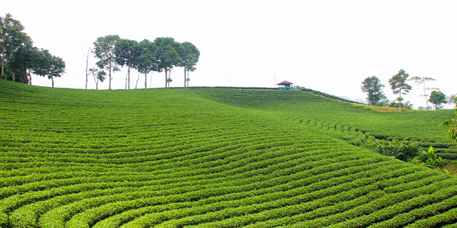 Kebun Teh Cikuya