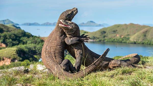 Melihat komodo di habitat aslinya