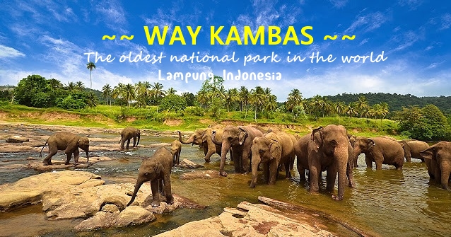 Wisata Taman Nasional Way Kambas