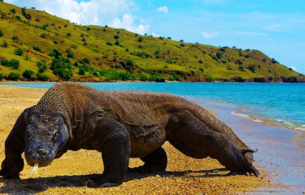 Polemik Penutupan Taman Nasional Komodo, Masyarkat Menolak Keras