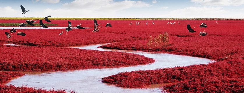 Unik! Pantai di Cina Ini Berwarna Merah dan Memiliki Pemandangan yang Menakjubkan