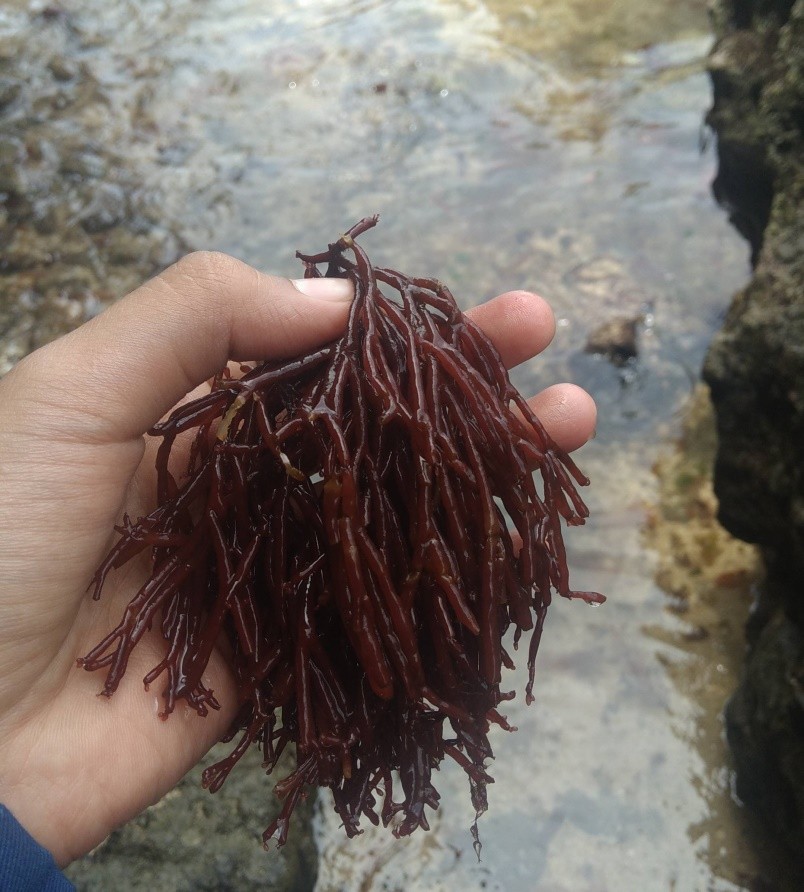 Rumput Laut