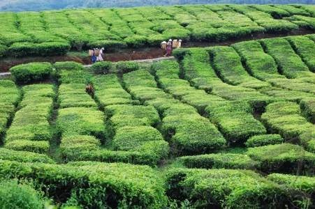 Kebun teh