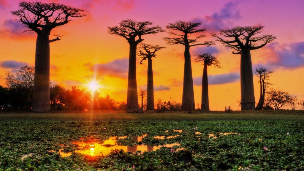 Avenue of the Baobab