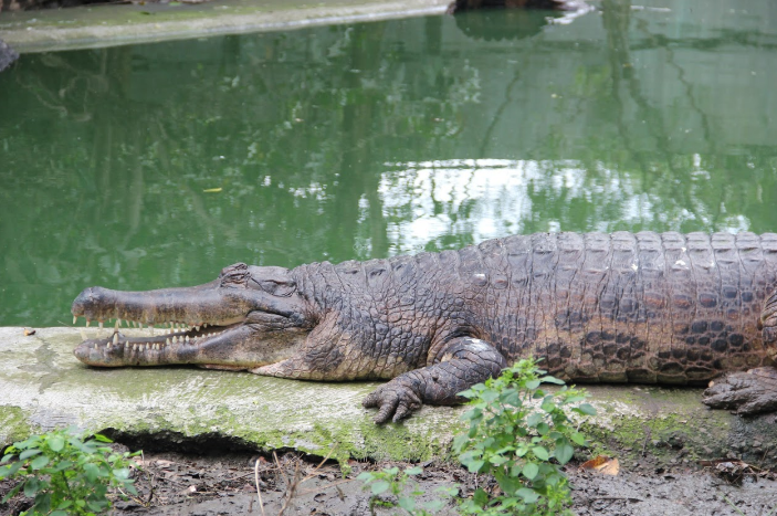 Taman Buaya Indonesia Jaya