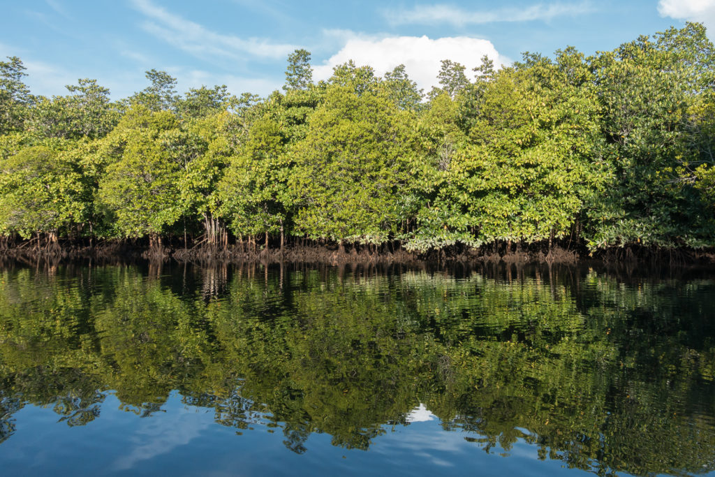 Ada Keajaiban di Hutan Cagar Alam Tangkoko Bitung