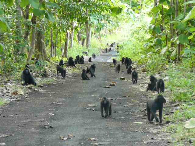 Ada Keajaiban di Hutan Cagar Alam Tangkoko Bitung