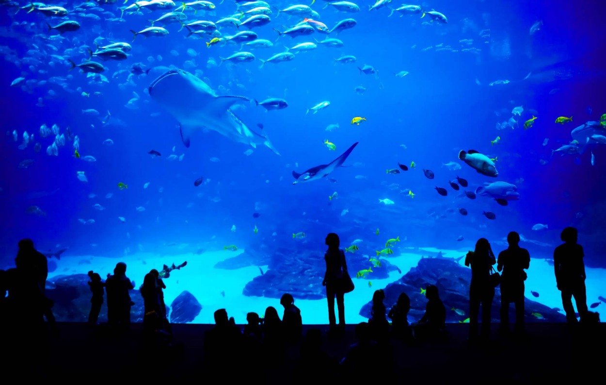 Georgia Aquarium 