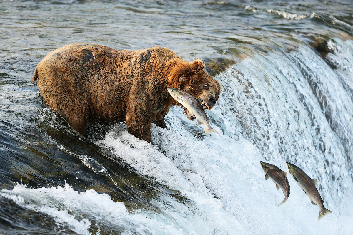 Katmai National Park and Preserve