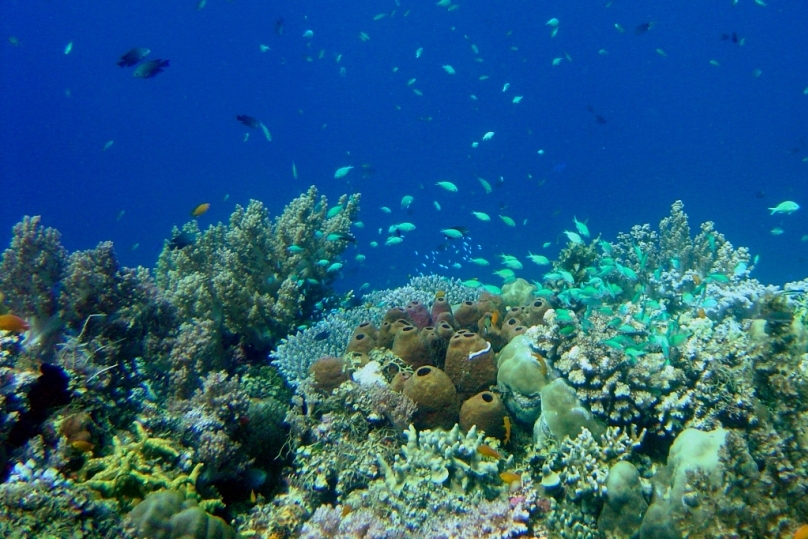 Pelaku Industri Wisata RI Tawarkan Paket Murah Diving di Singapura