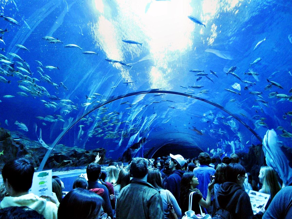 Georgia Aquarium 