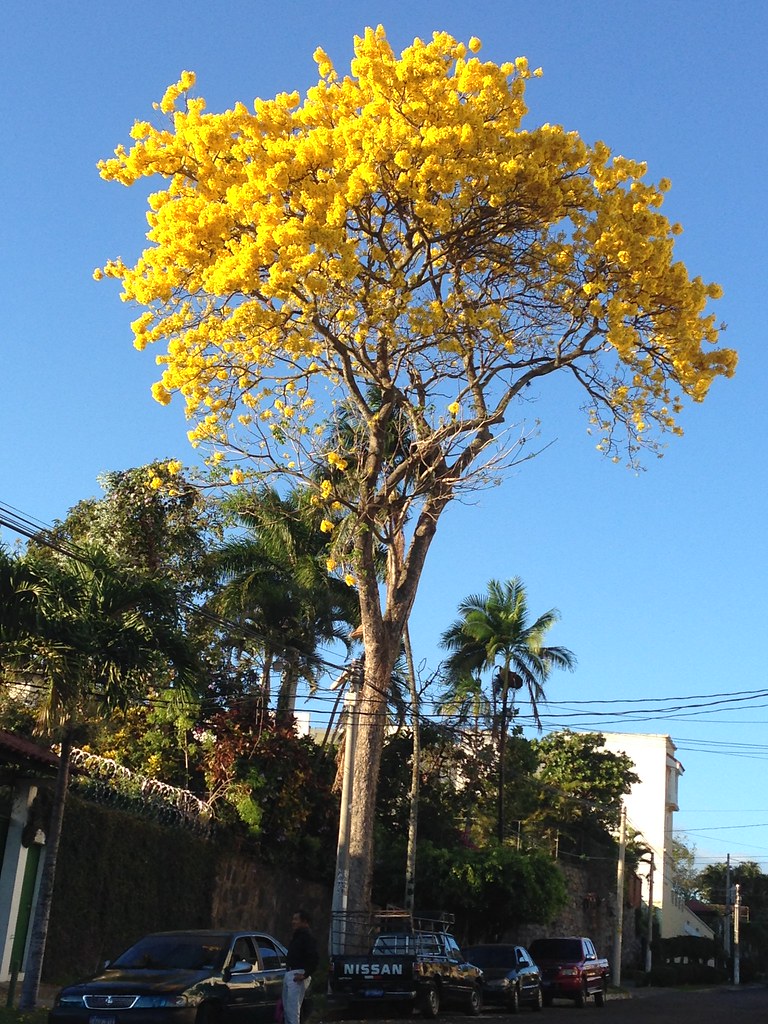 Tabebuaia chrysantha (Araguaney)