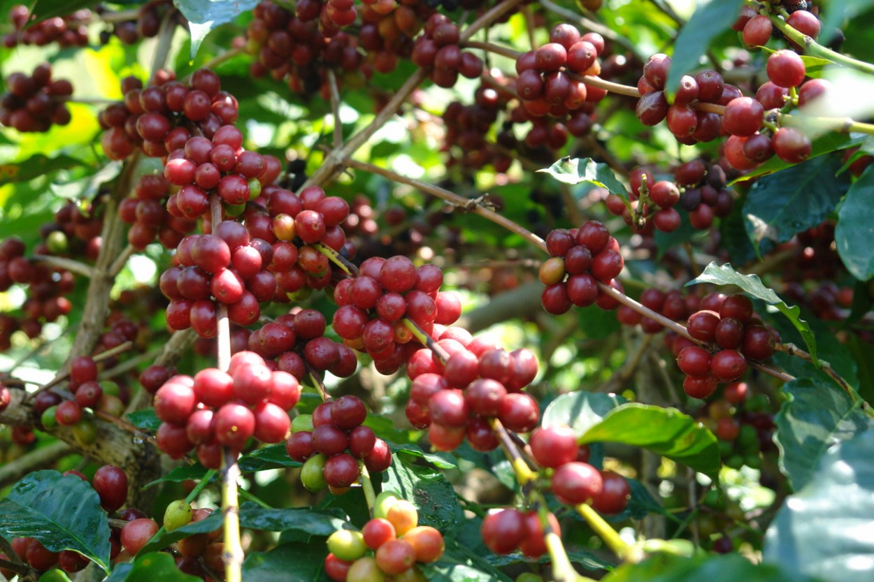 Kopi Bengkulu