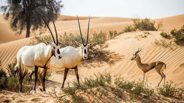 Cagar Alam Uruq Bani Ma'arid