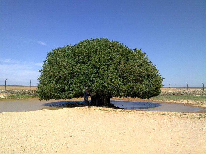 Pohon Sahabi